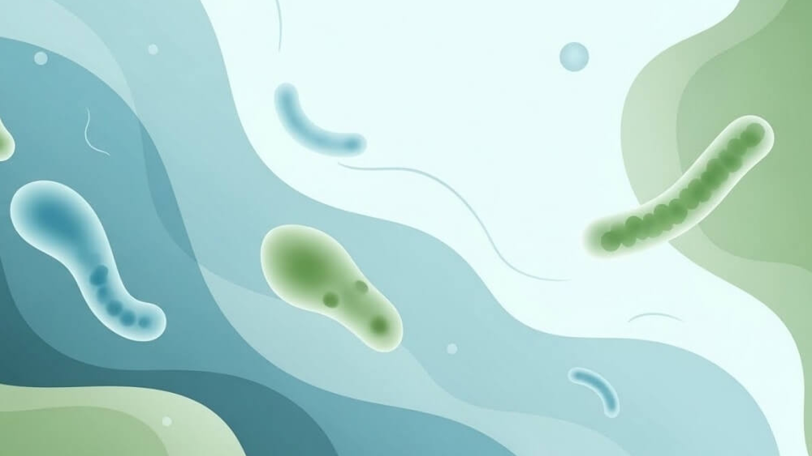 protozoa