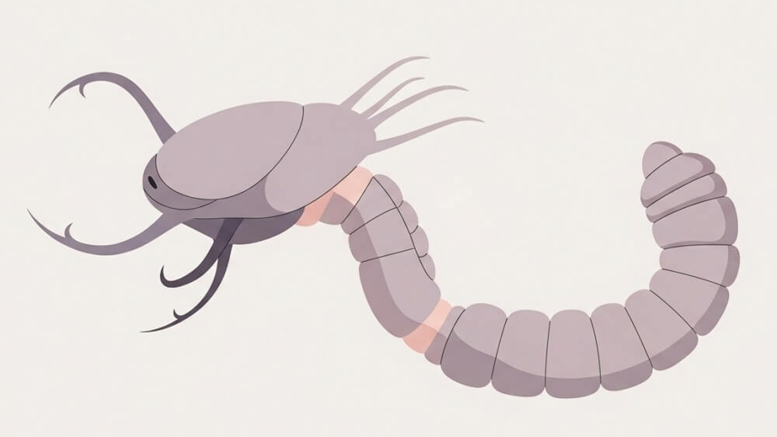 Ehinokokoza