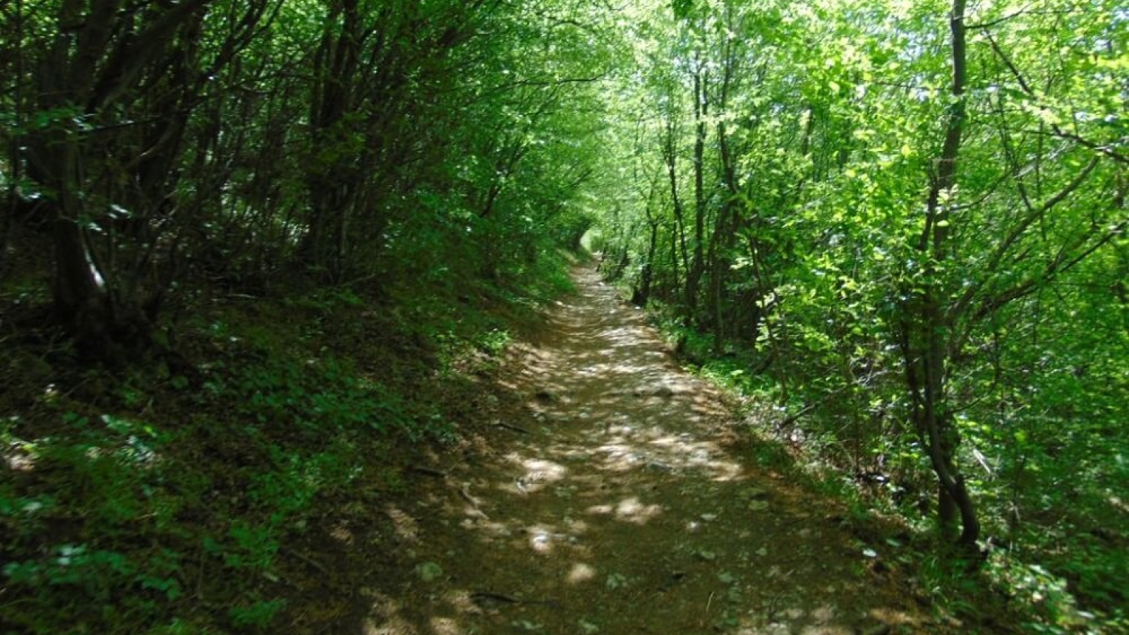 Staza za šetnju u prirodi